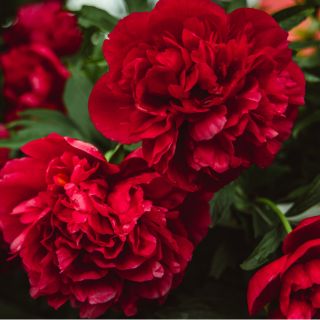 Extracto de Hoja de Clavel (Dianthus caryophyllus)