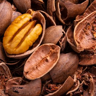 Cáscara de Nuez (Peperomia caperata)