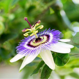 Extracto de Raíz de Pasiflora (Passiflora incarnata)
